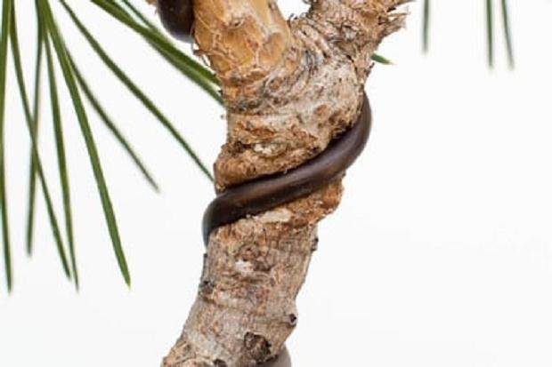 盆景枝干在导线周围膨胀