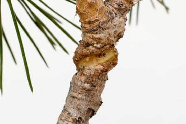 拆下盆景上的盘扎线