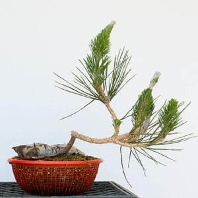 拆下盘扎线之后