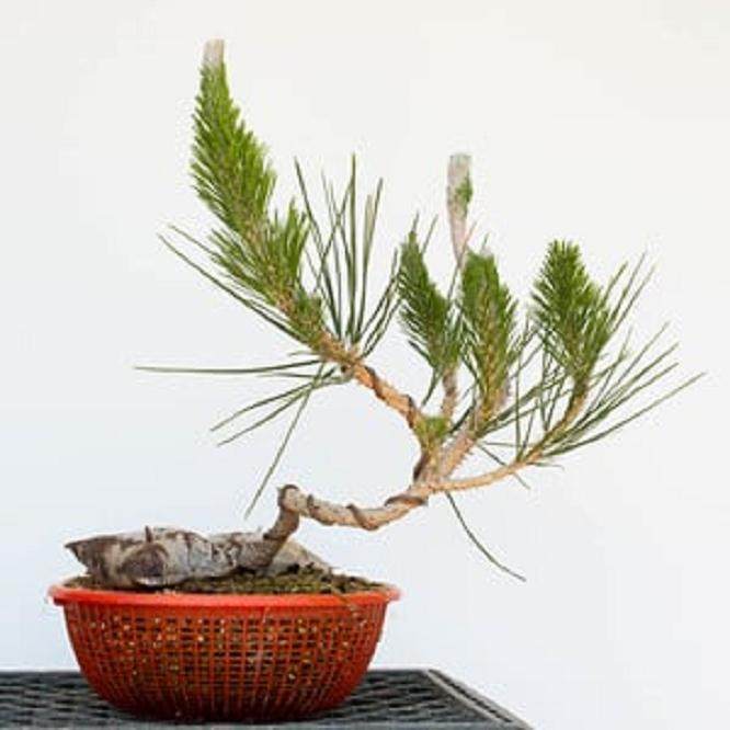 盘扎线切割了一下