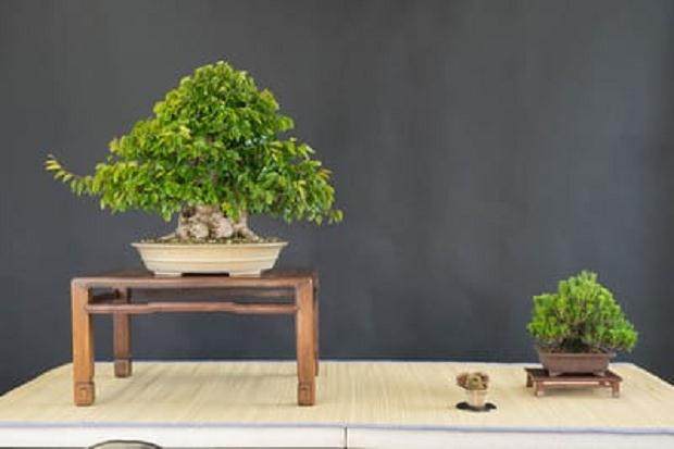 韩国鹅耳枥盆景展