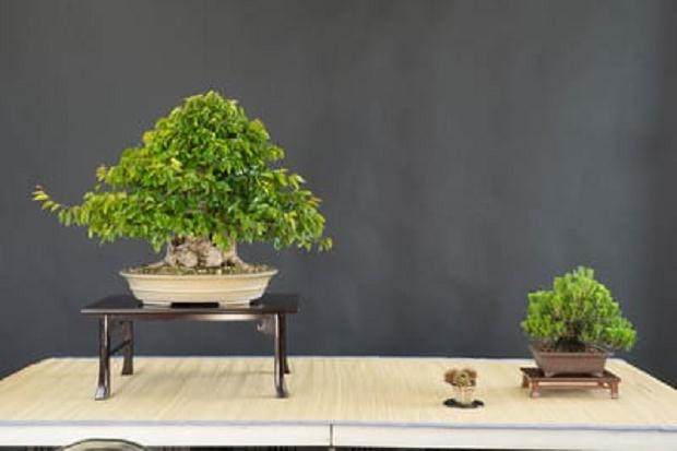 韩国鹅耳枥盆景展