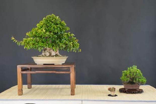 韩国鹅耳枥盆景展