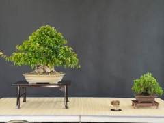 韩国鹅耳枥盆景展