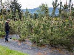 参观泰尔佩瑞安农场的盆景