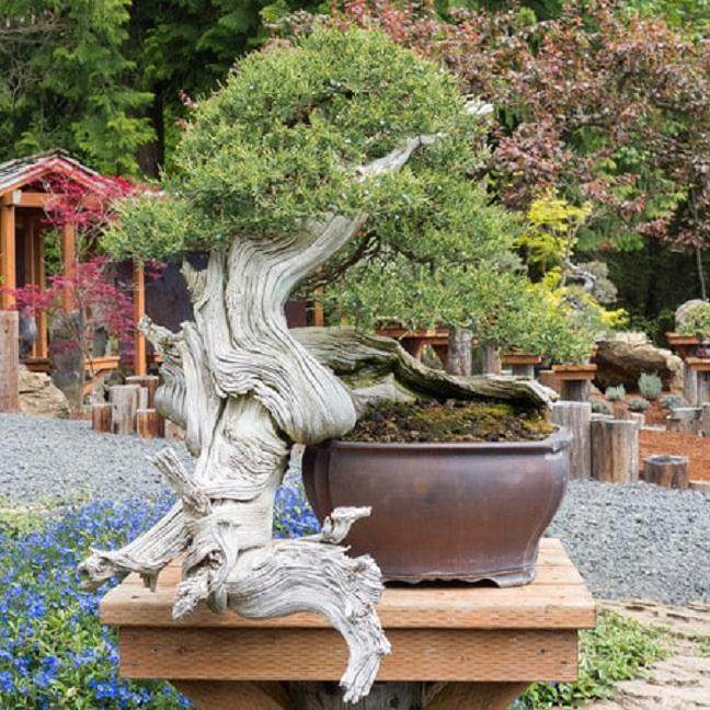 洛基山杜松盆景