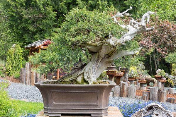 欣赏瑞恩尼尔的桧木盆景