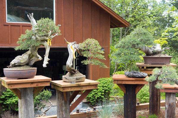 工作坊前的桧木盆景