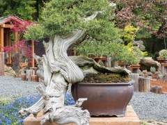 欣赏瑞恩尼尔的桧木盆景