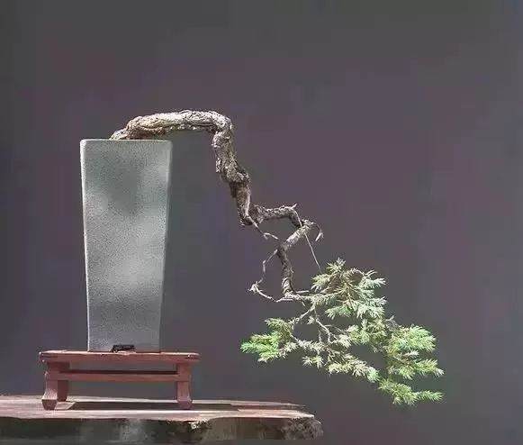 盆景造型须知的的13个法则