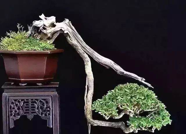 盆景造型须知的的13个法则