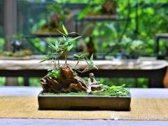 一个外国人和他的中国竹盆景