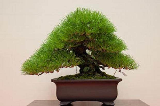 在日本冈崎举办的2011年Gomangoku展览会上展出黑松