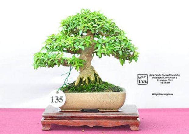 我记得我第一次翻阅日本盆景杂志