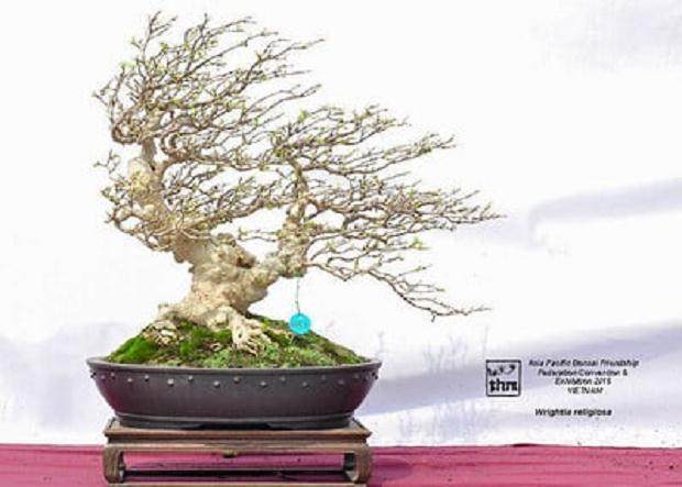 2015年亚太盆景友谊联合会展