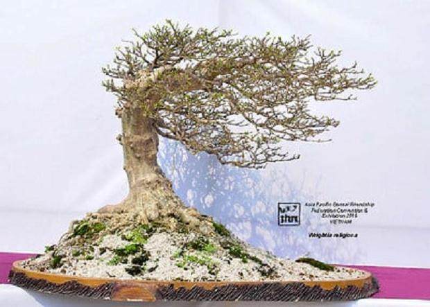 2015年亚太盆景友谊联合会展