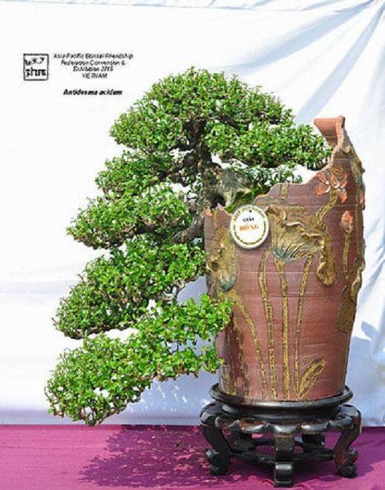 2015年亚太盆景友谊联合会展