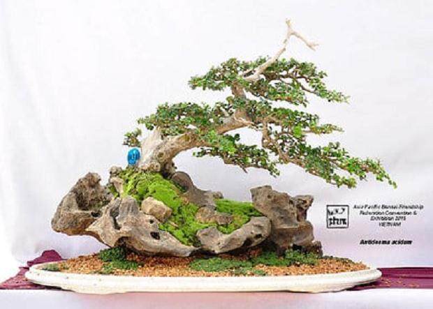 2015年亚太盆景友谊联合会展