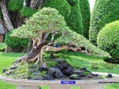 2015年亚太盆景友谊联合会展