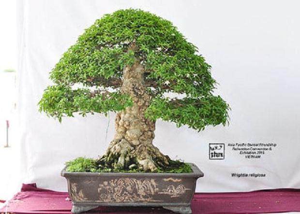 第五届亚太盆景友谊联盟会议展览