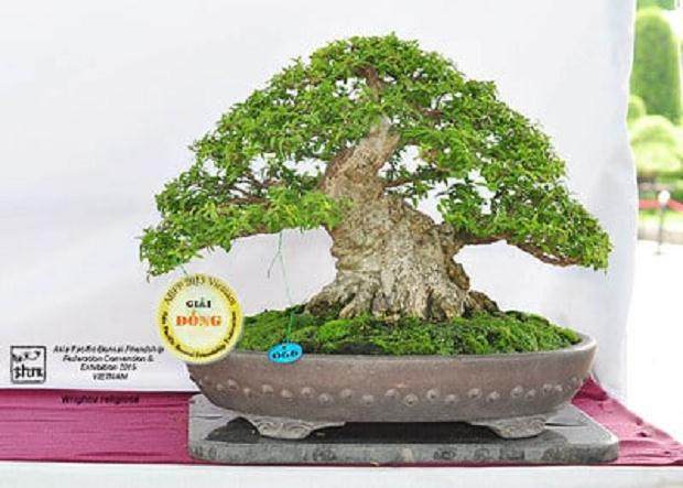 第五届亚太盆景友谊联盟会议展览