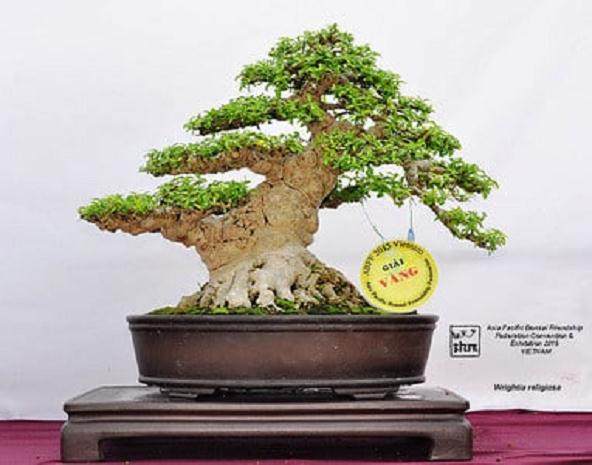 第五届亚太盆景友谊联盟会议展览