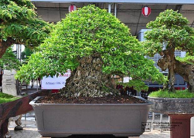 第五届亚太盆景友谊联盟会议展览