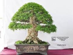 第五届亚太盆景友谊联盟会议展览