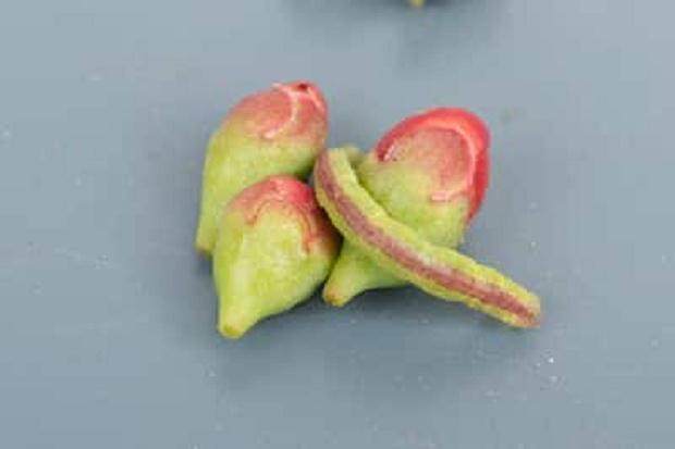 如何防治盆景树上的毛毛虫 图片