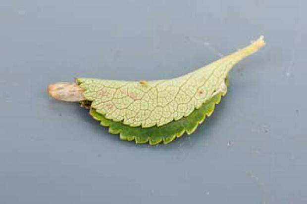 枇杷壳在长寿梅叶