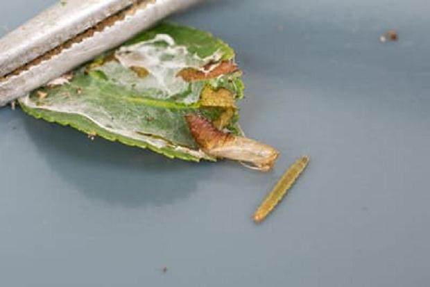 蛹壳和年轻的毛虫