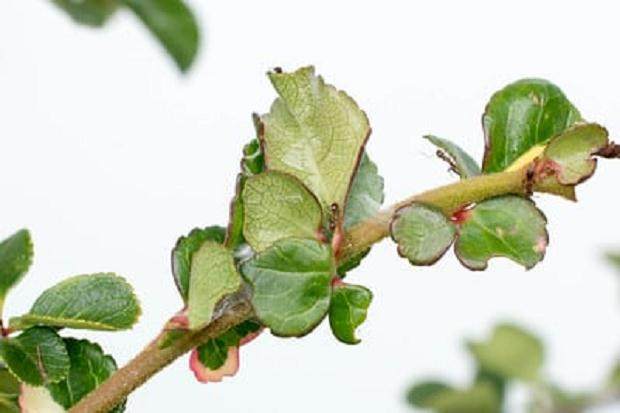 如何防治盆景树上的毛毛虫 图片