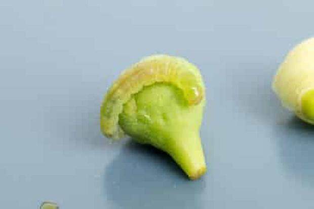 如何防治盆景树上的毛毛虫 图片