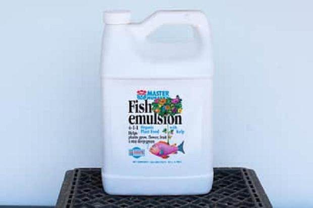 图解 尝试不同盆景肥料试验的效果