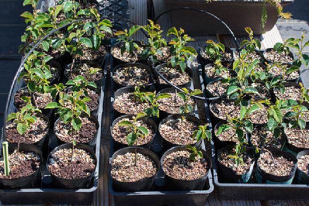 图解 尝试不同盆景肥料试验的效果