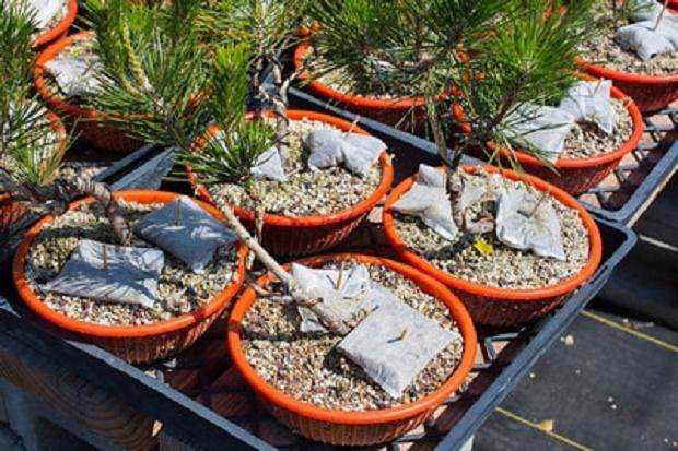 图解 尝试不同盆景肥料试验的效果