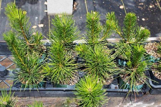 图解 尝试不同盆景肥料试验的效果