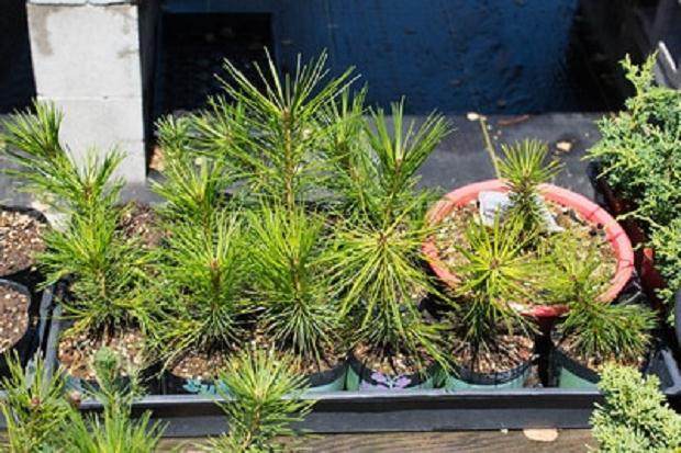 图解 尝试不同盆景肥料试验的效果