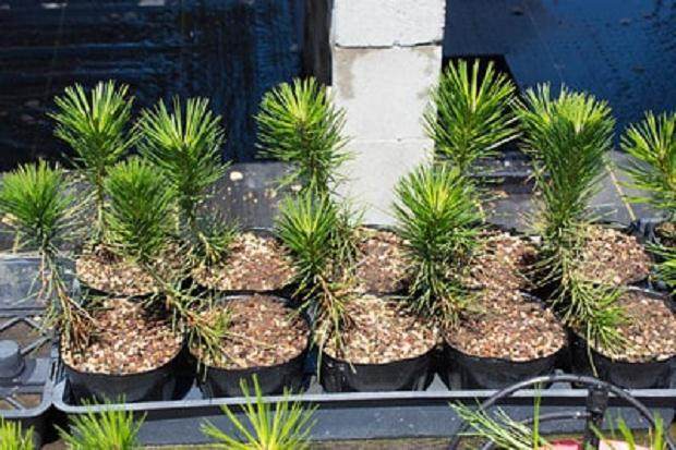 图解 尝试不同盆景肥料试验的效果