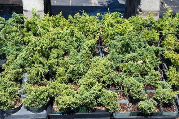 图解 尝试不同盆景肥料试验的效果