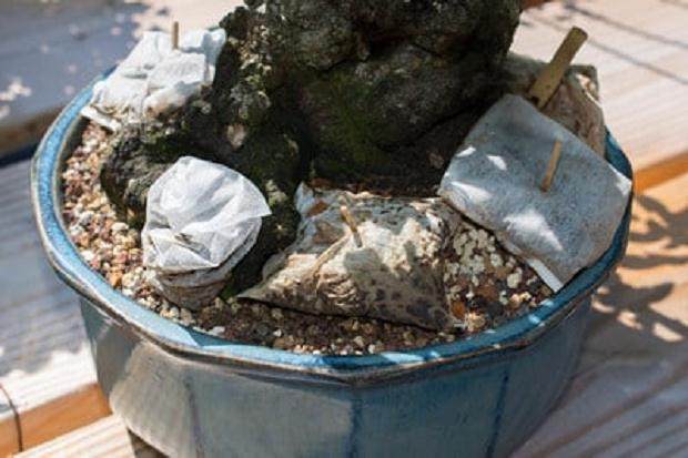 图解 尝试不同盆景肥料试验的效果