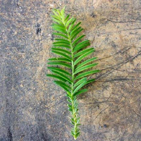 去年的小单张随后今年更为蓬勃的增长