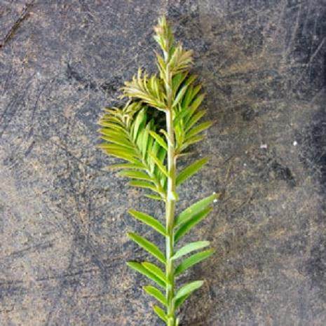 如何修剪已经发芽的海岸红杉盆景 图片