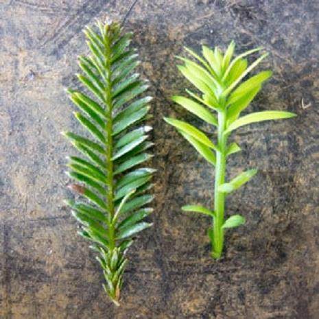 如何修剪已经发芽的海岸红杉盆景 图片