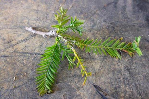 请注意先前剪下的叶子和从分支基地出现的新增长。