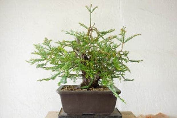 红木盆景修剪后