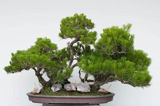 红松盆景种植 - 5月29日