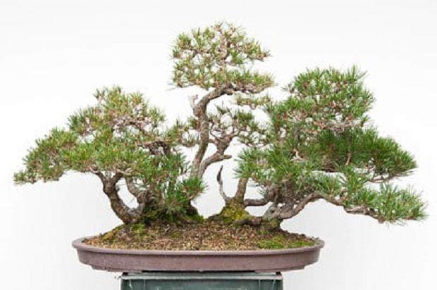 1月11日红松盆景 - 右边的树比左边的树强得多