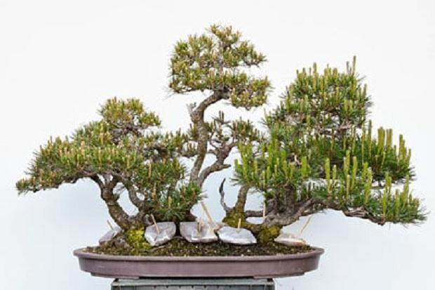 盆景在春季增长 - 4月13日