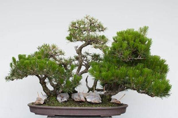 图解 如何修剪松树盆景的枝叶使其有平衡感